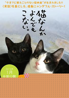 为什么猫都叫不来