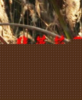 韭菜花开