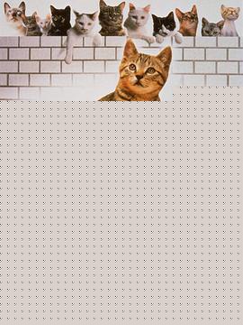 公园路的猫们