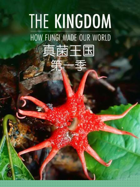 真菌王国第一季